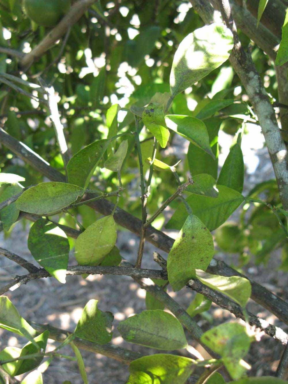              Shade leaves (Winter Haven, FL)       